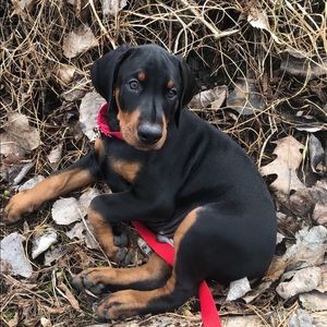 Meet your Posher, Debbie